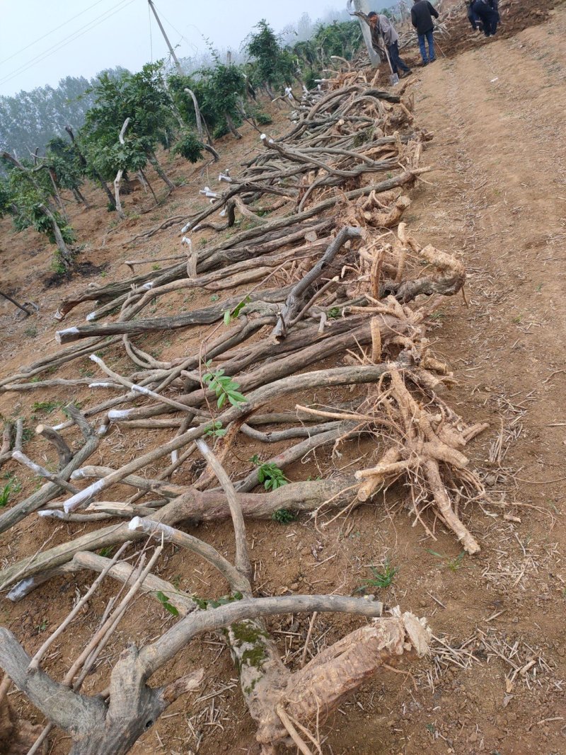 紫藤下山桩开紫色花可以嫁接日本多花紫藤颜色有几十种