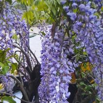 紫藤下山桩开紫色花可以嫁接日本多花紫藤颜色有几十种