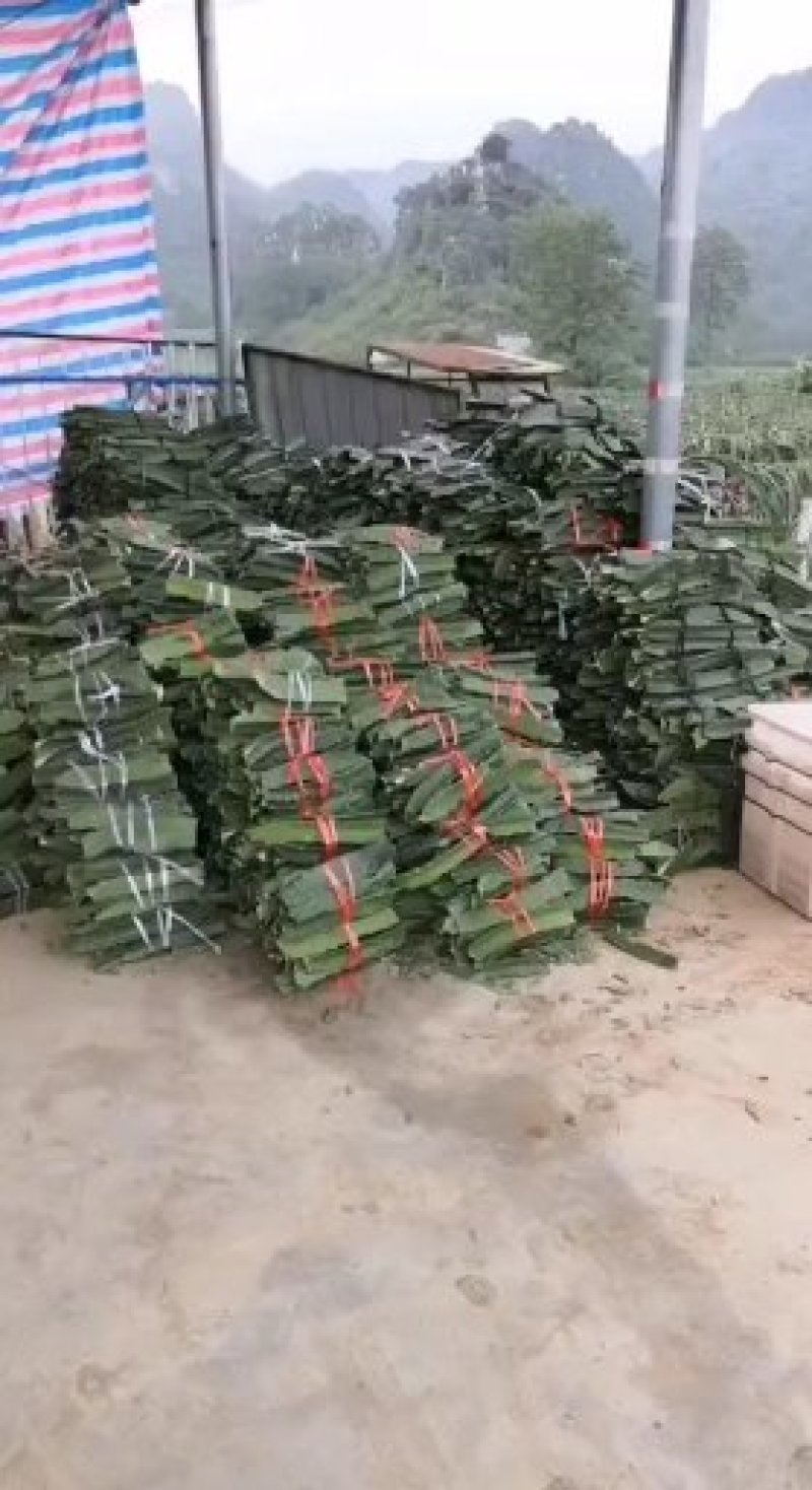 红心水晶火龙果种苗
