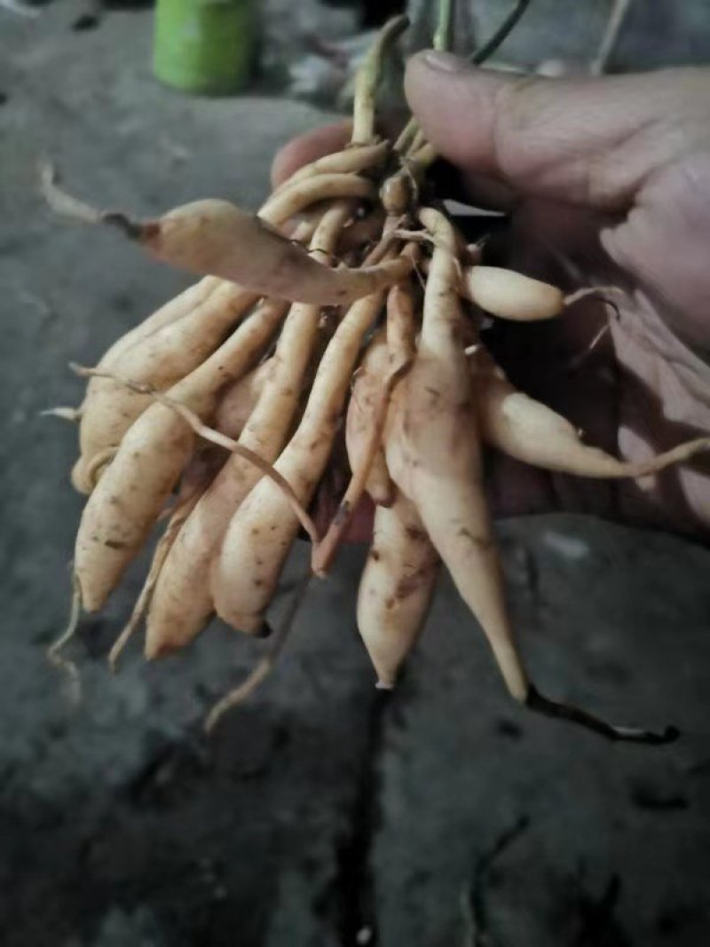 对叶百部种苗，大百部苗