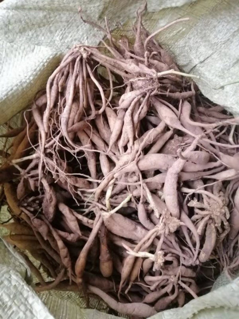 对叶百部种苗，大百部苗