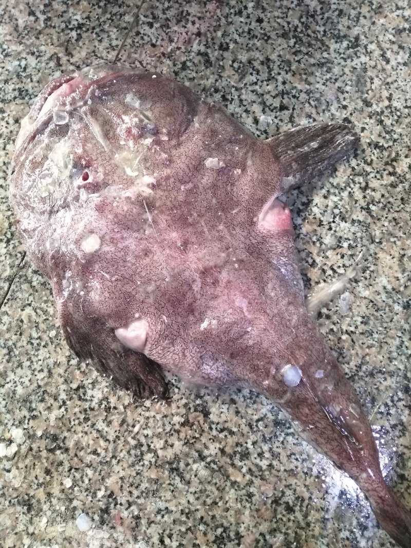《有好货》安康鱼，黄海深海安康鱼