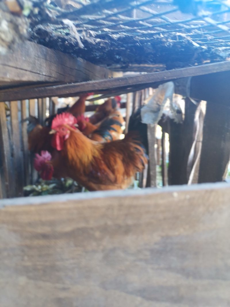 自家散养土鸡，贵州土鸡，公母都有，六个月以上