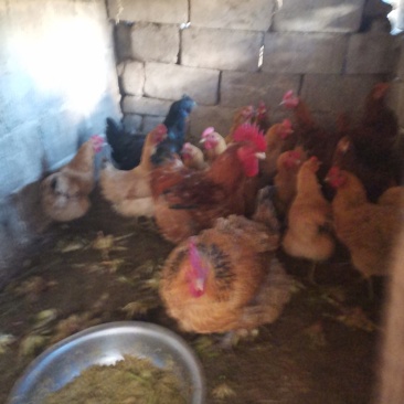 自家散养土鸡，贵州土鸡，公母都有，六个月以上