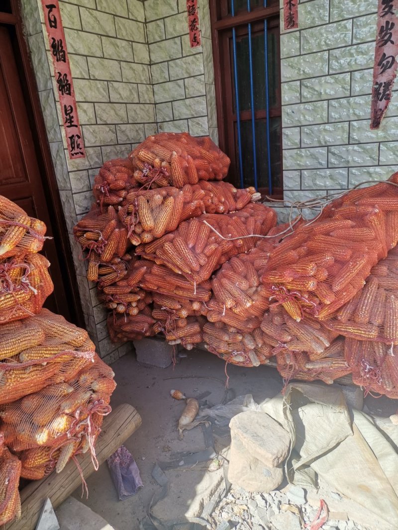 玉米，红心玉米，白皮玉米