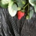河北昌黎九九草莓产地直销火爆开启
