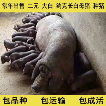 原种太湖母猪苏太母猪二元母猪等优良品种买10送1