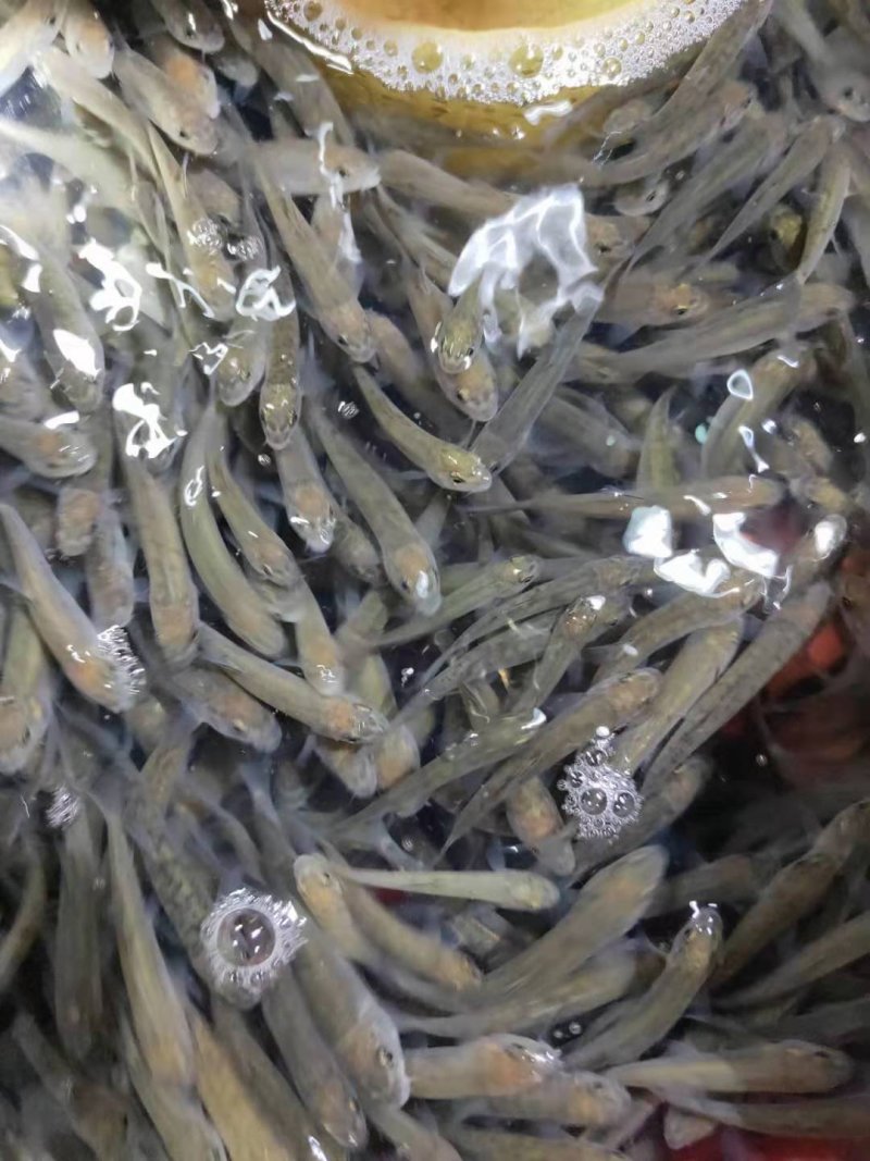 大鳞鲃淡水银鳕鱼苗，银鳕鱼苗好鱼好养的鱼大型鱼