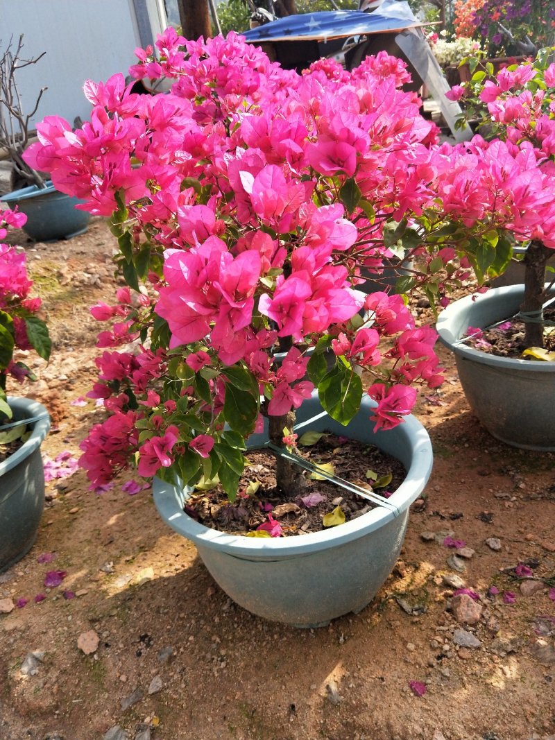 同安红三角梅四季开花，基地直销长期供应，欢迎洽谈
