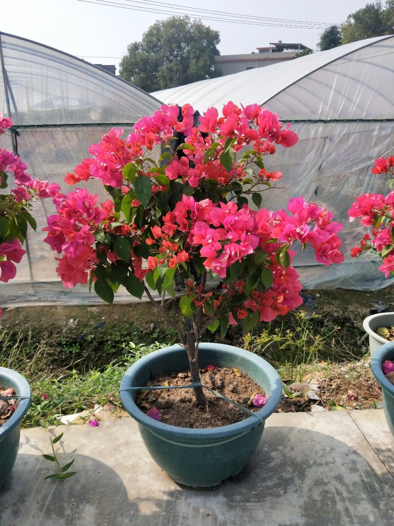 同安红三角梅四季开花，基地直销长期供应，欢迎洽谈