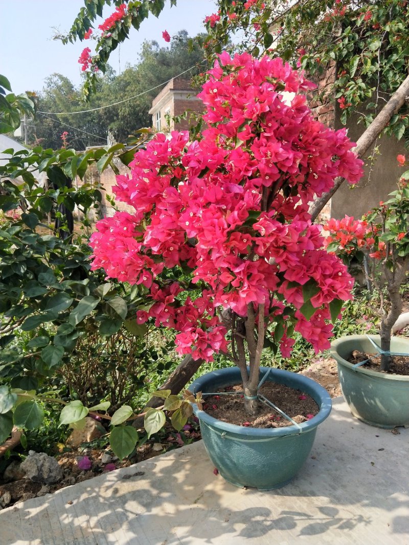 同安红三角梅四季开花，基地直销长期供应，欢迎洽谈