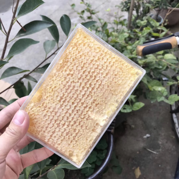 【自家蜂场直供】百花蜂巢蜜纯正天然无添加