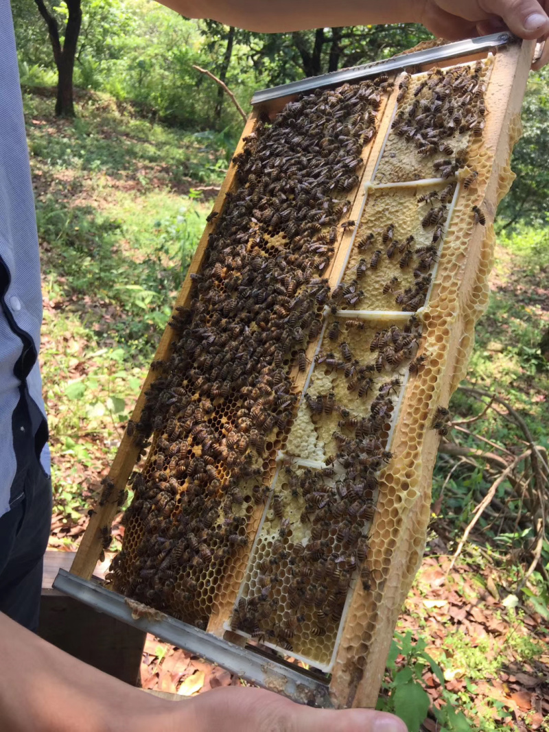 【自家蜂场直供】百花蜂巢蜜纯正天然无添加