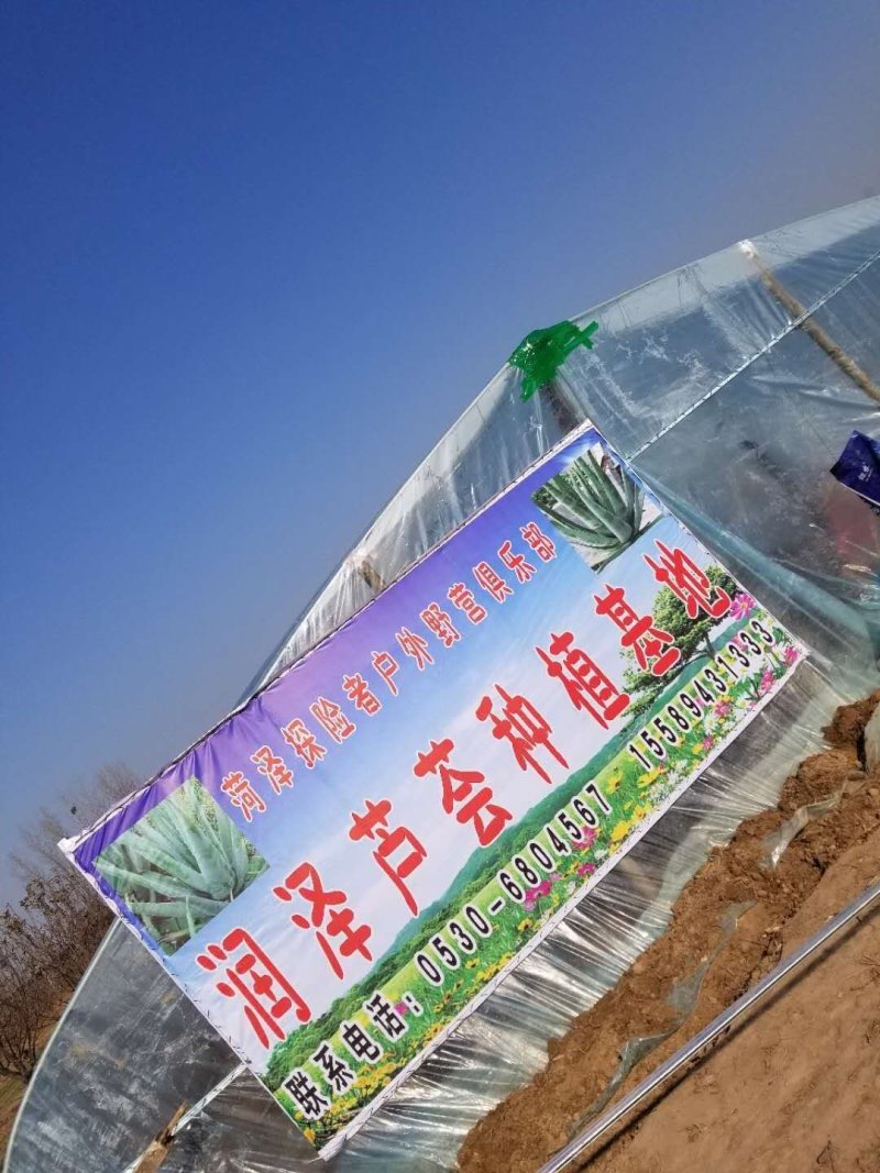 芦荟