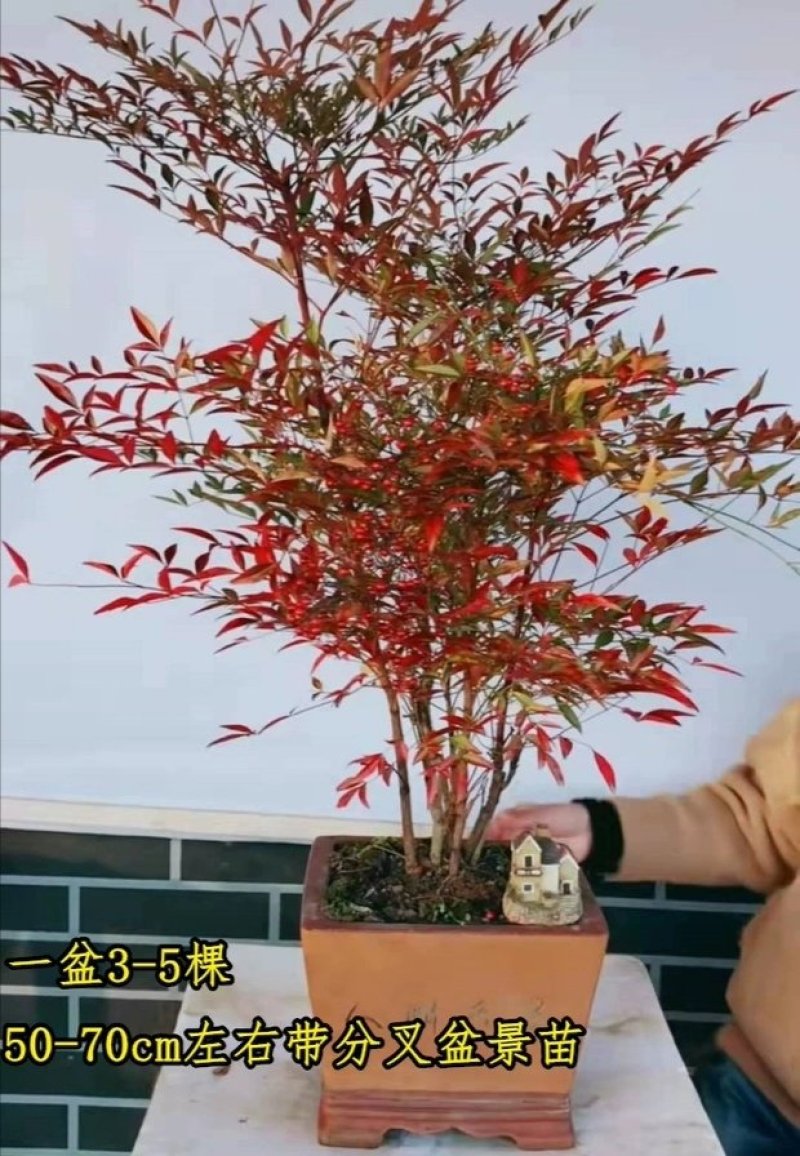 南天竹工程苗南天竹常年供应南天竹