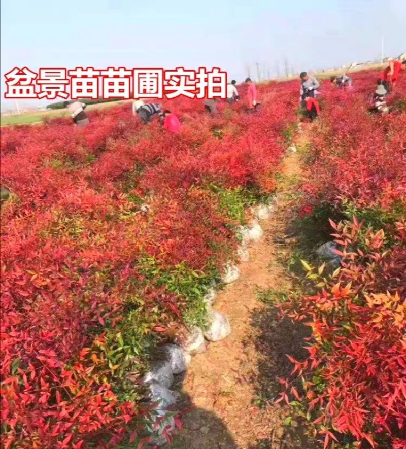 南天竹工程苗南天竹常年供应南天竹
