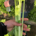 五指芹