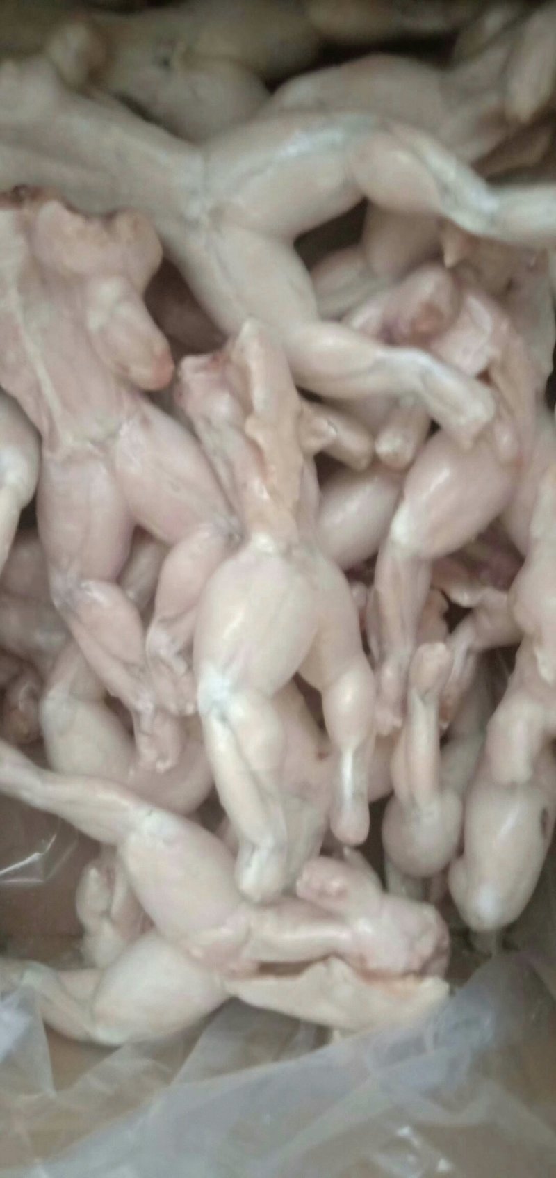 一手货源，牛蛙热卖中