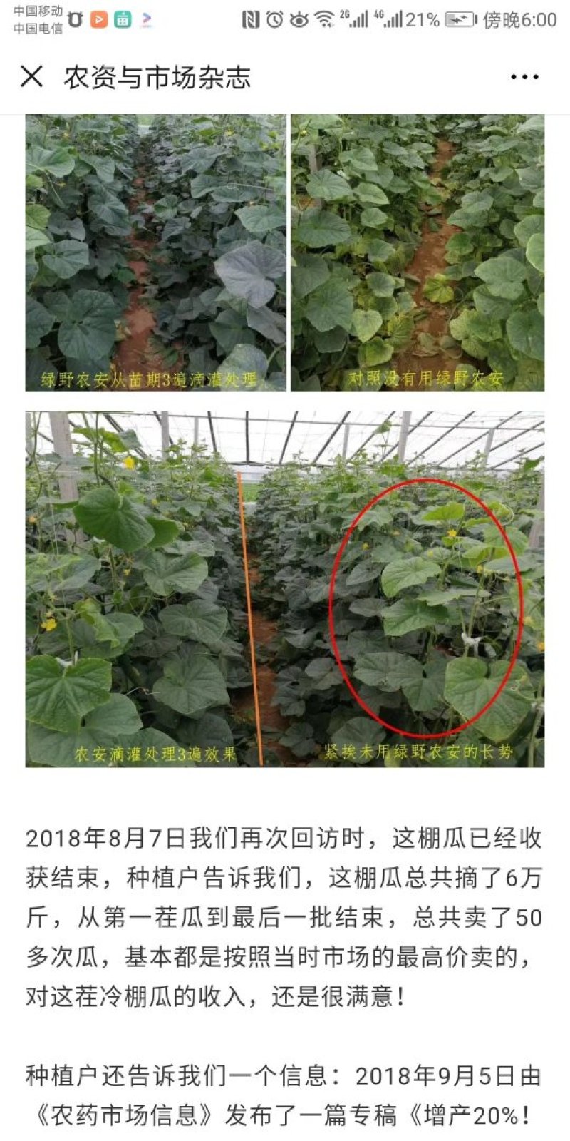 1.2%辛菌胺醋酸盐番茄辣椒病毒病枯萎病果树腐烂病细菌病