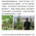 1.2%辛菌胺醋酸盐番茄辣椒病毒病枯萎病果树腐烂病细菌病