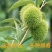 泰山大板栗苗嫁接板栗树苗南北种植板栗苗品种板栗苗