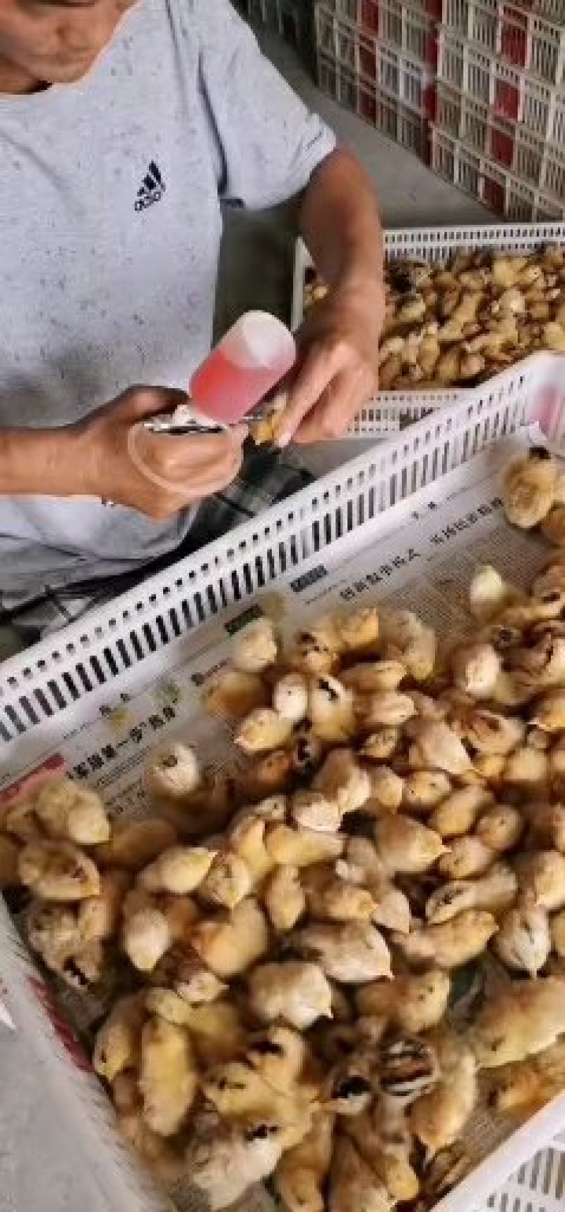 九斤红鸡苗包技术包防疫包成活买一千送100