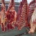 驴肉，现宰鲜驴肉，水褪毛，人工剔骨，精修去油，保质保量