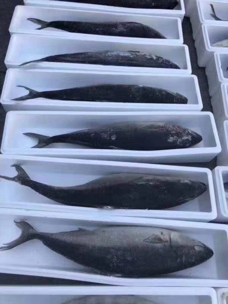 黄金大鲅鱼大鲅鱼大金枪鱼深海大鲅鱼