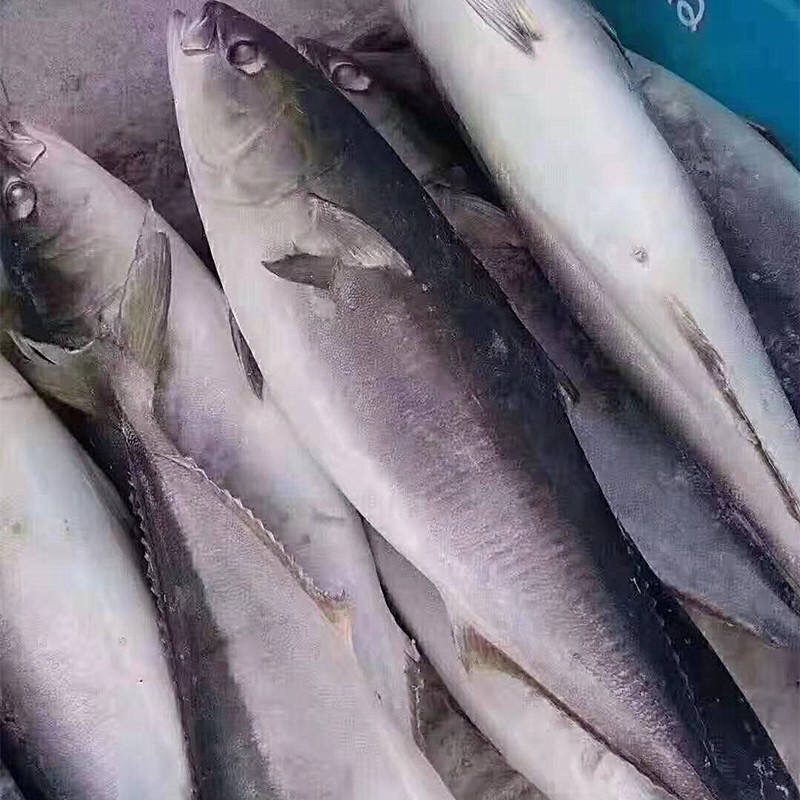 黄金大鲅鱼大鲅鱼大金枪鱼深海大鲅鱼
