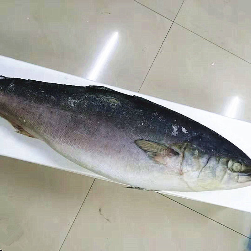 黄金大鲅鱼大鲅鱼大金枪鱼深海大鲅鱼