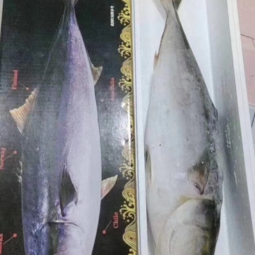 黄金大鲅鱼大鲅鱼大金枪鱼深海大鲅鱼