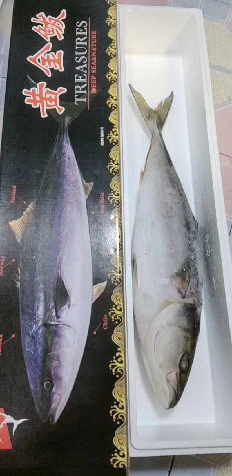 黄金大鲅鱼大鲅鱼大金枪鱼深海大鲅鱼