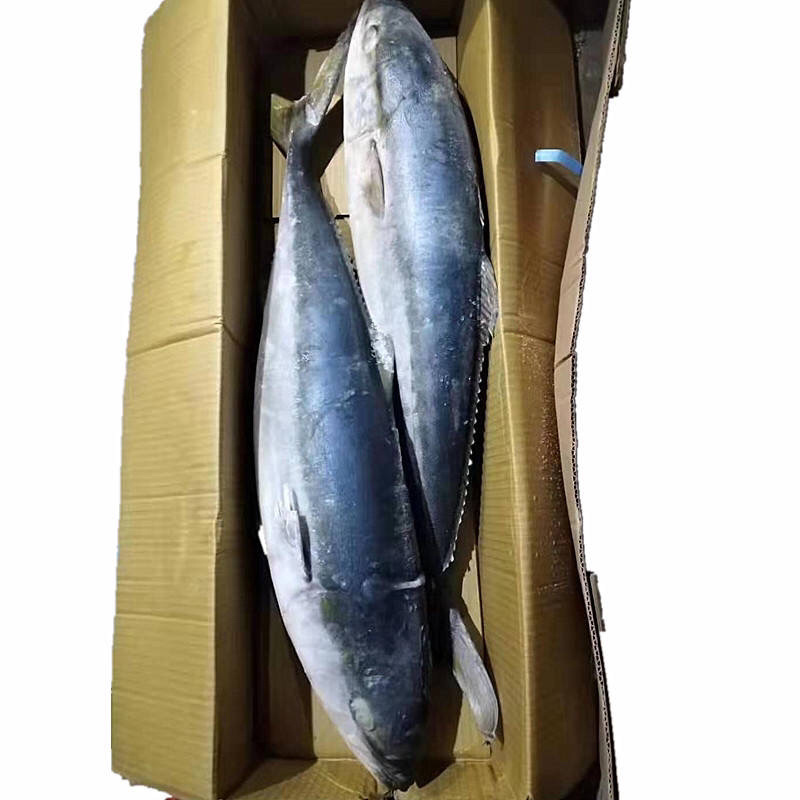 黄金大鲅鱼大鲅鱼大金枪鱼深海大鲅鱼