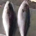 黄金大鲅鱼大鲅鱼大金枪鱼深海大鲅鱼