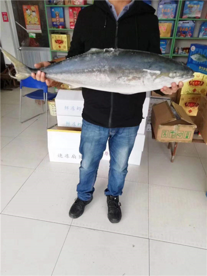 黄金大鲅鱼大鲅鱼大金枪鱼深海大鲅鱼