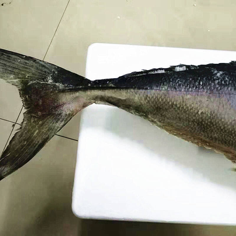 黄金大鲅鱼大鲅鱼大金枪鱼深海大鲅鱼