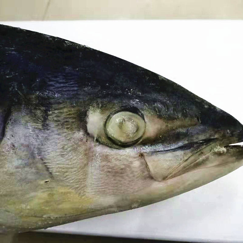 黄金大鲅鱼大鲅鱼大金枪鱼深海大鲅鱼