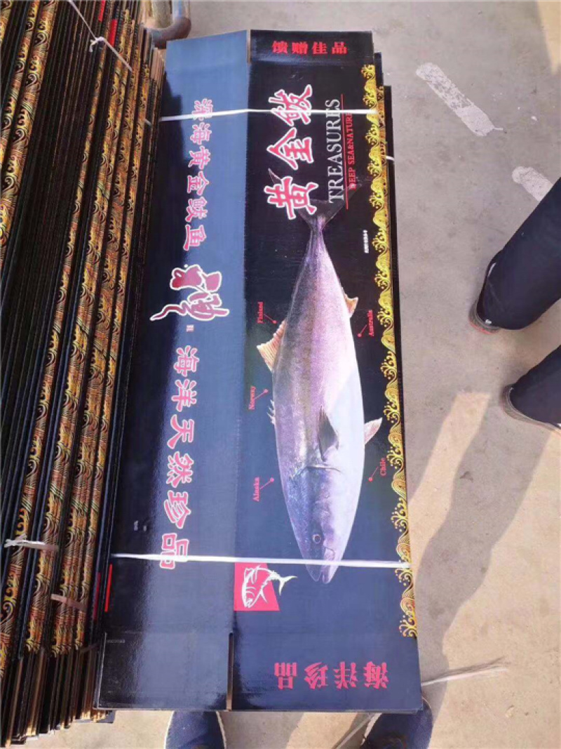 黄金大鲅鱼大鲅鱼大金枪鱼深海大鲅鱼