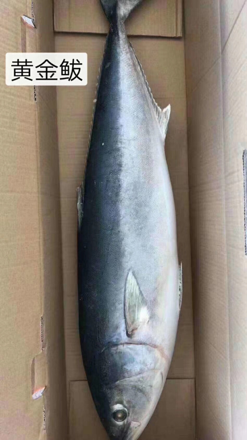 黄金大鲅鱼大鲅鱼大金枪鱼深海大鲅鱼