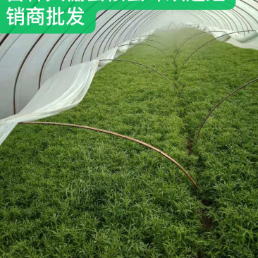 大棚芦篙去根去叶自种大棚现摘现发批量发货