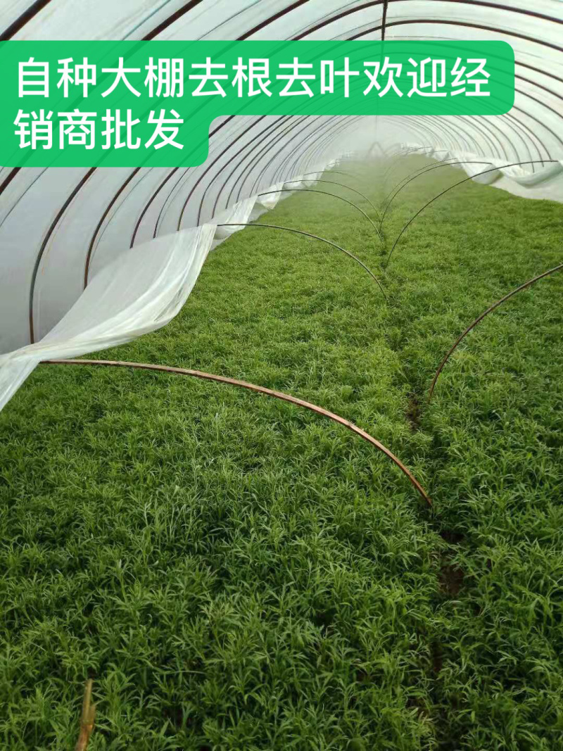 大棚芦篙去根去叶自种大棚现摘现发批量发货