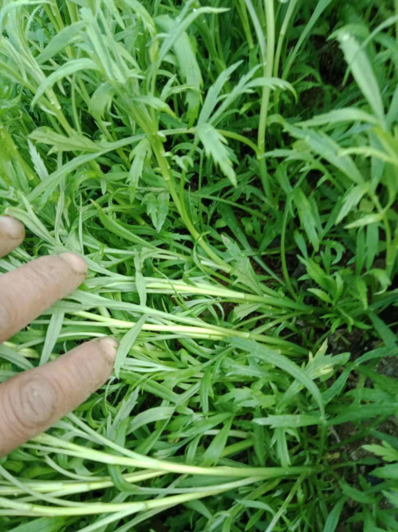 大棚芦篙去根去叶自种大棚现摘现发批量发货