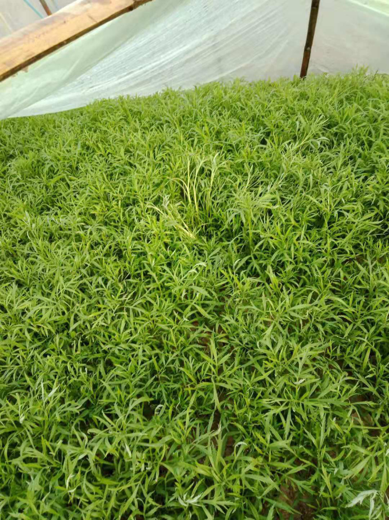 大棚芦篙去根去叶自种大棚现摘现发批量发货
