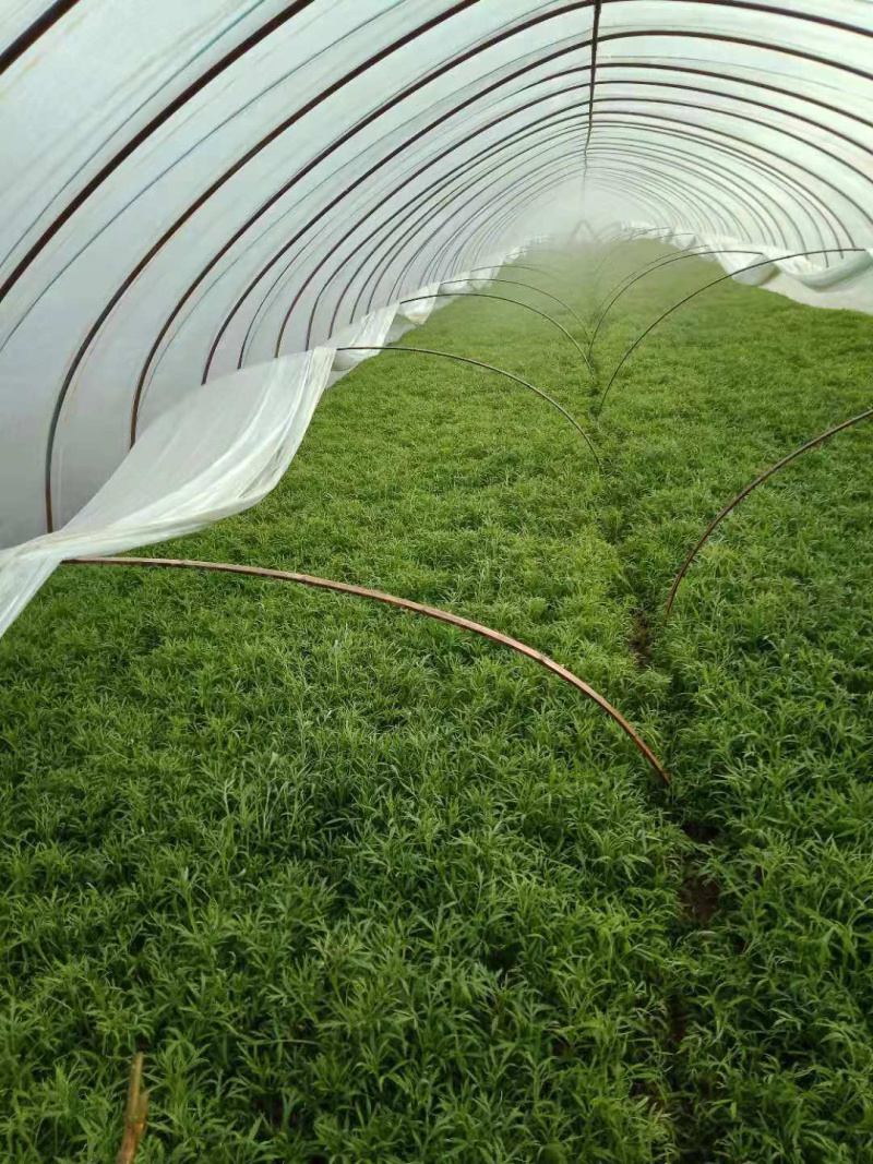 大棚芦篙去根去叶自种大棚现摘现发批量发货