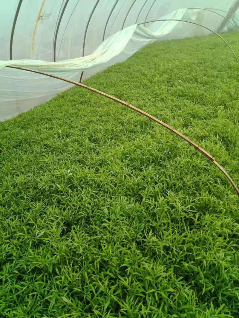 大棚芦篙去根去叶自种大棚现摘现发批量发货