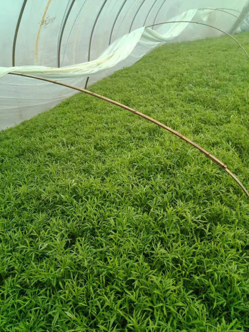 大棚芦篙去根去叶自种大棚现摘现发批量发货