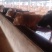改良肉牛犊西门塔小牛苗厂家直销免费送货到家
