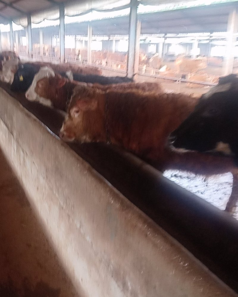 改良肉牛犊西门塔小牛苗厂家直销免费送货到家