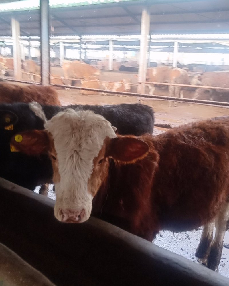 改良肉牛犊西门塔小牛苗厂家直销免费送货到家
