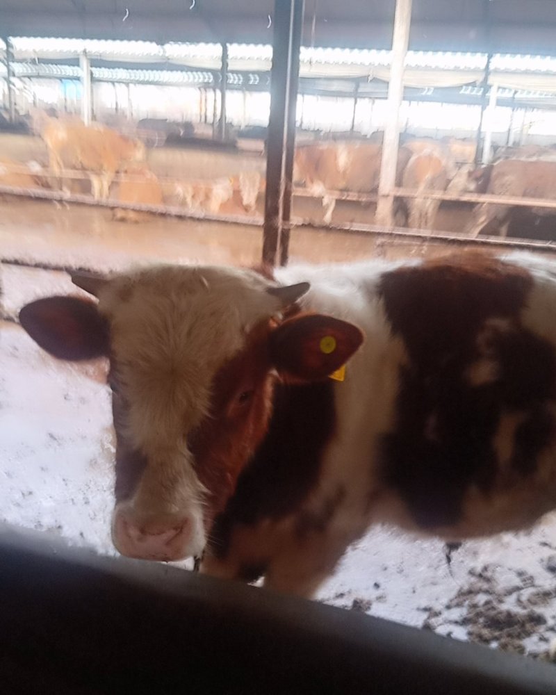 改良肉牛犊西门塔小牛苗厂家直销免费送货到家